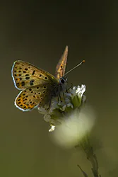 Czerwończyk uroczek (Lycaena tityrus)