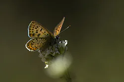 Czerwończyk uroczek (Lycaena tityrus)
