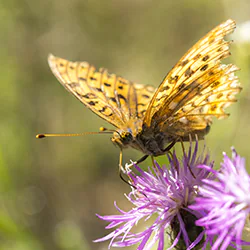 High brown fritillary (Argynnis adippe)