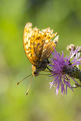 High brown fritillary (Argynnis adippe)