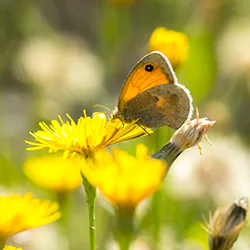 Small Heath (Coenonympha pamphilus)