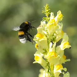 Bumblebee (Bombus sp)