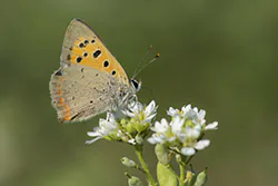 Czerwończyk żarek (Lycaena phlaeas)