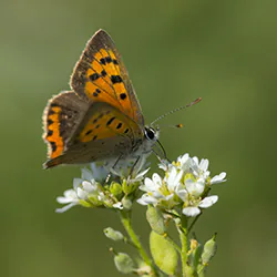 Czerwończyk żarek (Lycaena phlaeas)