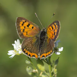 Czerwończyk żarek (Lycaena phlaeas)