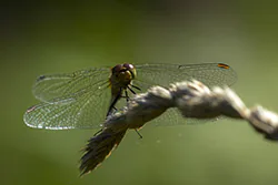 Ruddy Darter (Sympetrum sanguineum)