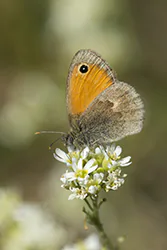 Small Heath (Coenonympha pamphilus)