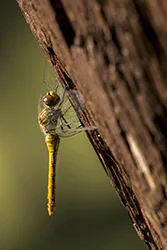 Ruddy Darter (Sympetrum sanguineum)