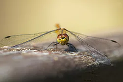 Ruddy Darter (Sympetrum sanguineum)