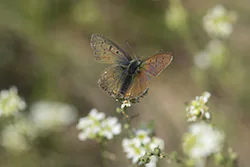Czerwończyk uroczek (Lycaena tityrus)