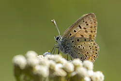 Czerwończyk uroczek (Lycaena tityrus)