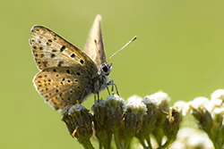Czerwończyk uroczek (Lycaena tityrus)