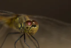 Ruddy Darter (Sympetrum sanguineum)