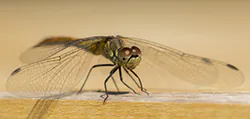 Ruddy Darter (Sympetrum sanguineum)