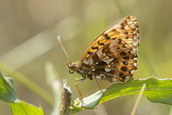 Dostojka dia (Boloria dia)