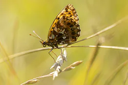 Dostojka dia (Boloria dia)