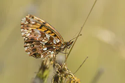 Dostojka dia (Boloria dia)