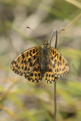 Dostojka dia (Boloria dia)