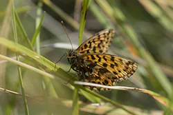 Dostojka dia (Boloria dia)