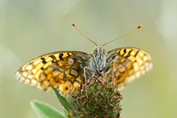 High brown fritillary (Argynnis adippe)