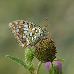 High brown fritillary (Argynnis adippe)