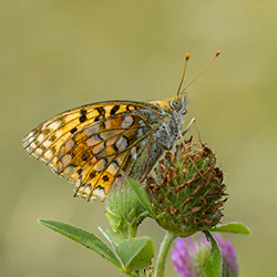 High brown fritillary (Argynnis adippe)