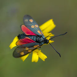Six-spot Burnet (Zygaena filipendulae)