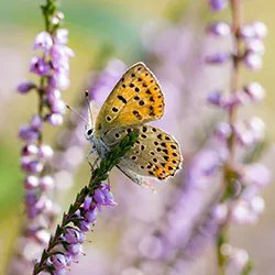 Czerwończyk uroczek (Lycaena tityrus)