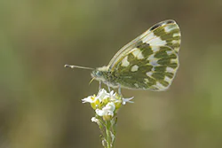  (Pontia edusa)