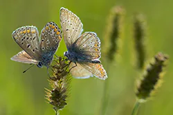 Modraszek ikar (Polyommatus icarus)