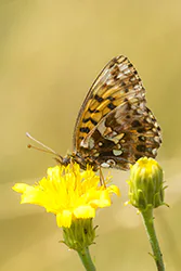 Dostojka dia (Boloria dia)