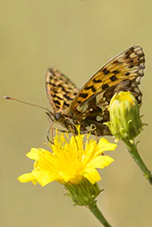Dostojka dia (Boloria dia)