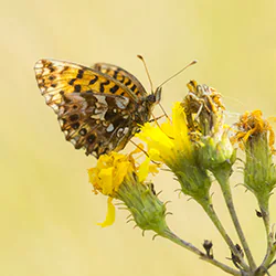 Dostojka dia (Boloria dia)