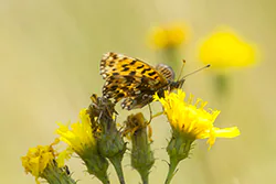 Dostojka dia (Boloria dia)