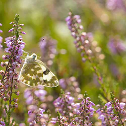  (Pontia edusa)