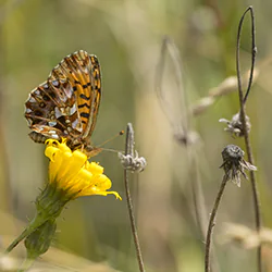 Dostojka dia (Boloria dia)