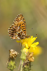 Dostojka dia (Boloria dia)