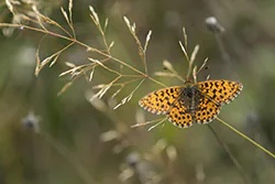 Dostojka dia (Boloria dia)