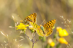 Queen of Spain Fritillary (Issoria lathonia)