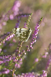  (Pontia edusa)