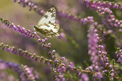  (Pontia edusa)
