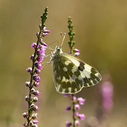  (Pontia edusa)
