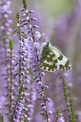  (Pontia edusa)