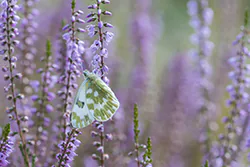  (Pontia edusa)