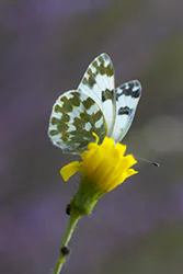  (Pontia edusa)