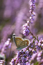 Modraszek ikar (Polyommatus icarus)