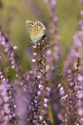 Modraszek ikar (Polyommatus icarus)