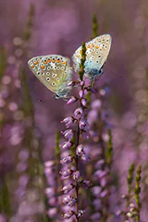 Modraszek ikar (Polyommatus icarus)