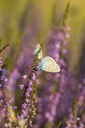 Modraszek ikar (Polyommatus icarus)