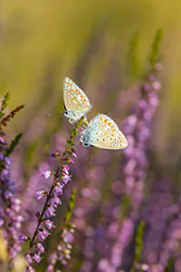 Modraszek ikar (Polyommatus icarus)
